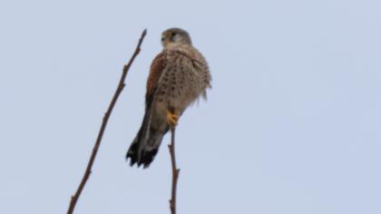 Common Kestrel