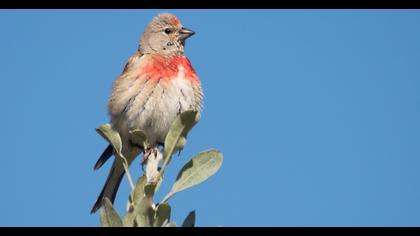 Common Linnet