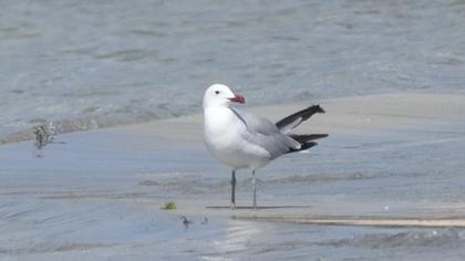 Audouin`s Gull