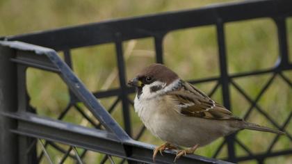 Eurasian Tree Sparrow