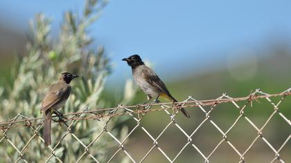 White-spectacled Bulbul