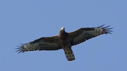 European Honey Buzzard