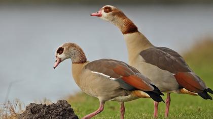 Egyptian Goose