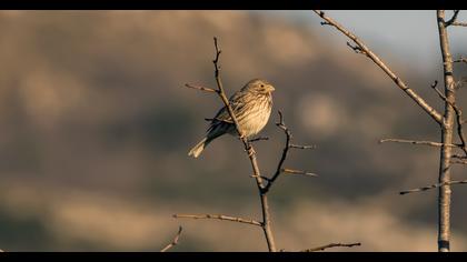 Corn Bunting