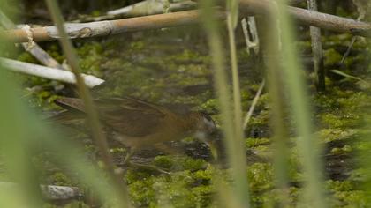 Little Crake