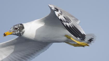 Pallas`s Gull