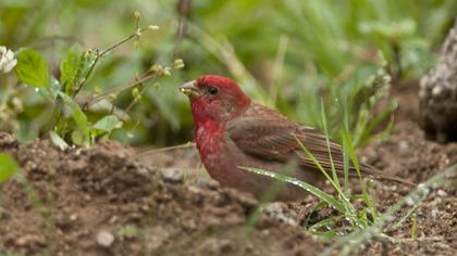 Common Rosefinch