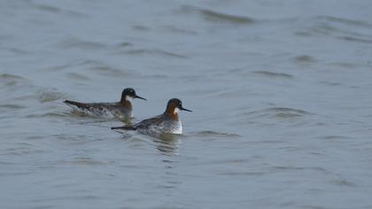 Red-necked Phalarope