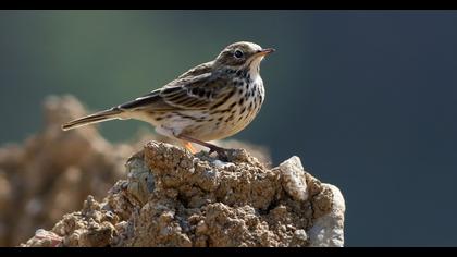 Meadow Pipit