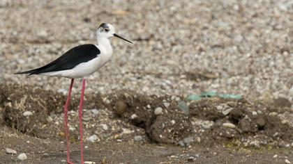Black-winged Stilt