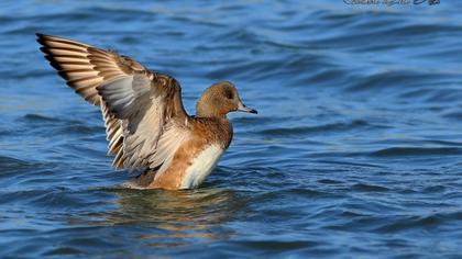 Eurasian Wigeon