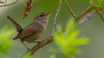 Eurasian Wren