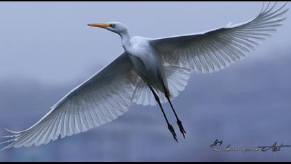 Great Egret