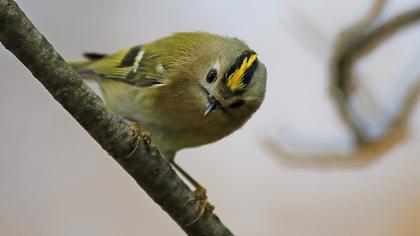 Goldcrest