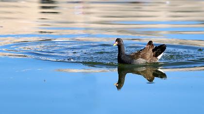 Common Moorhen