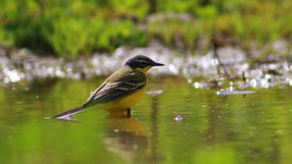 Western Yellow Wagtail