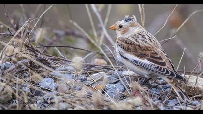 Snow Bunting
