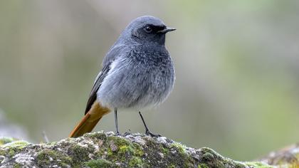 Black Redstart