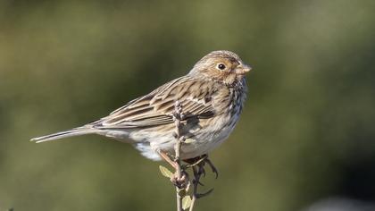 Corn Bunting