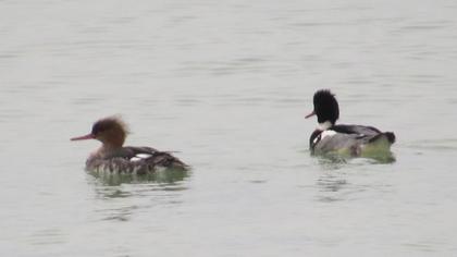 Red-breasted Merganser