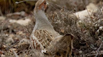 Grey Partridge