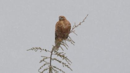 Long-legged Buzzard