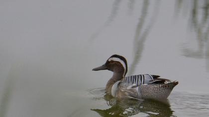 Garganey