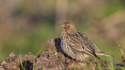 Red-throated Pipit