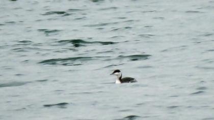 Horned Grebe