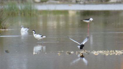 White-winged Tern