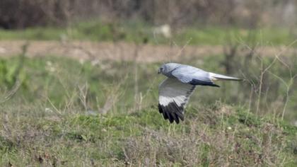 Hen Harrier