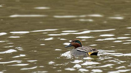 Eurasian Teal