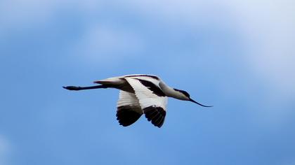 Pied Avocet
