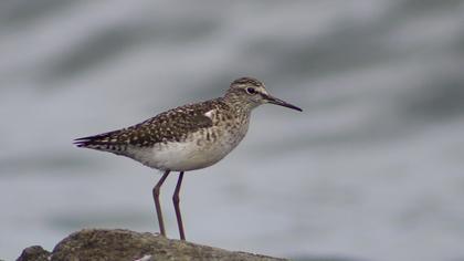 Wood Sandpiper