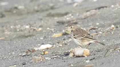 Buff-bellied Pipit