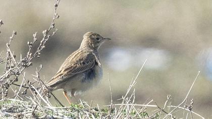 Blyth`s Pipit