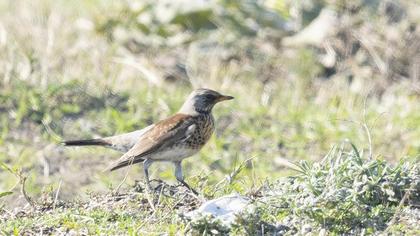 Fieldfare