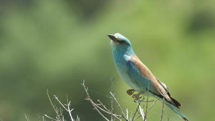 European Roller