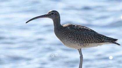 Whimbrel