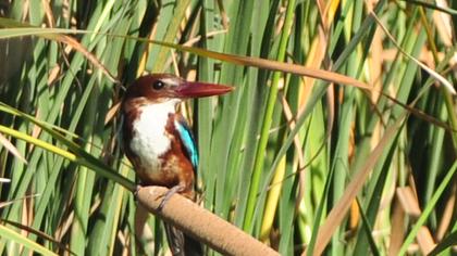 White-throated Kingfisher