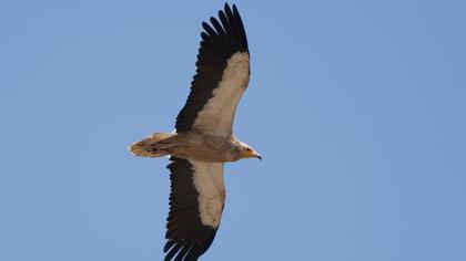 Egyptian Vulture
