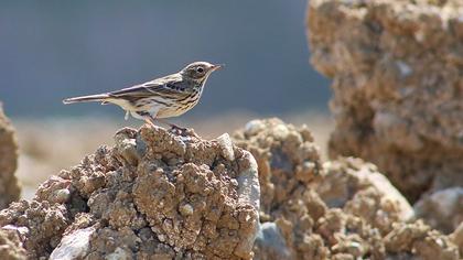 Meadow Pipit