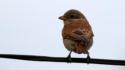 Red-backed Shrike