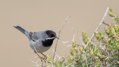 Rüppell`s Warbler