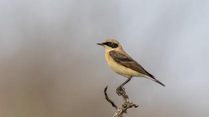 Black-eared Wheatear