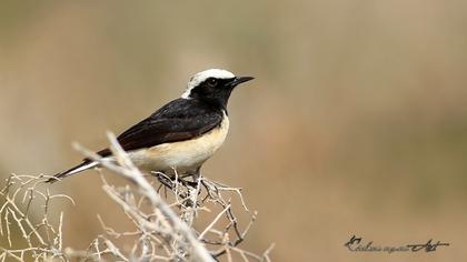 Pied Wheatear