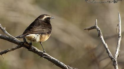 Cyprus Wheatear