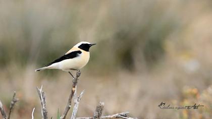 Black-eared Wheatear