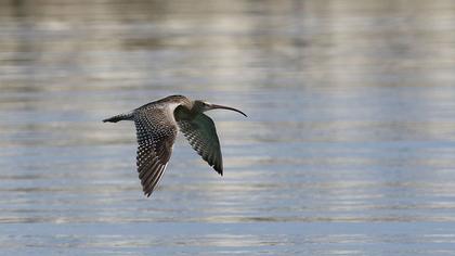 Eurasian Curlew