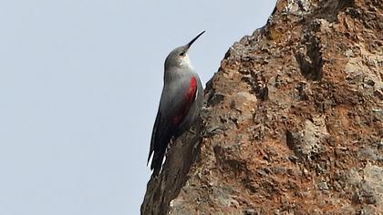 Wallcreeper